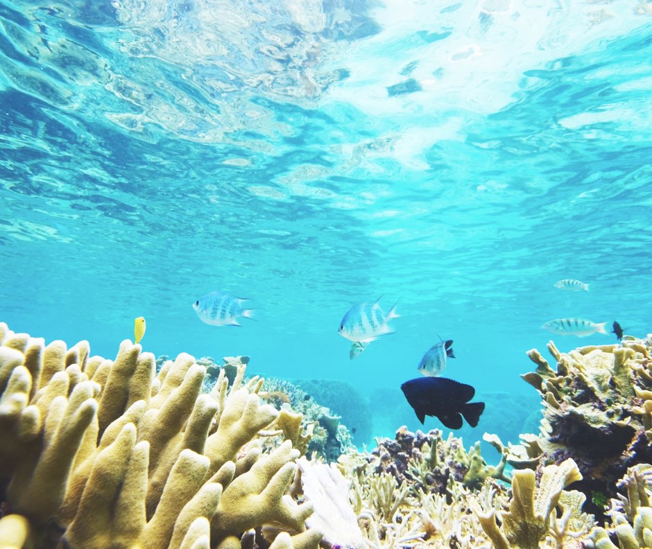 天然化石サンゴ・天然造礁サンゴ