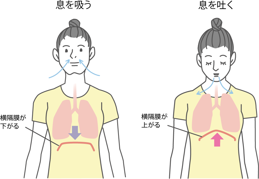 腹式呼吸の説明画像
