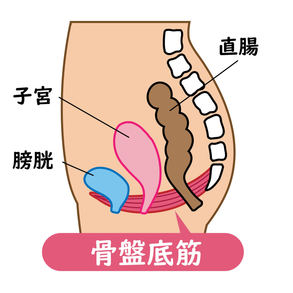 直腸、子宮、膀胱と骨盤底筋の図