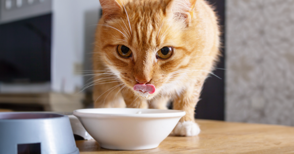 陶器の器に入った水を飲む猫