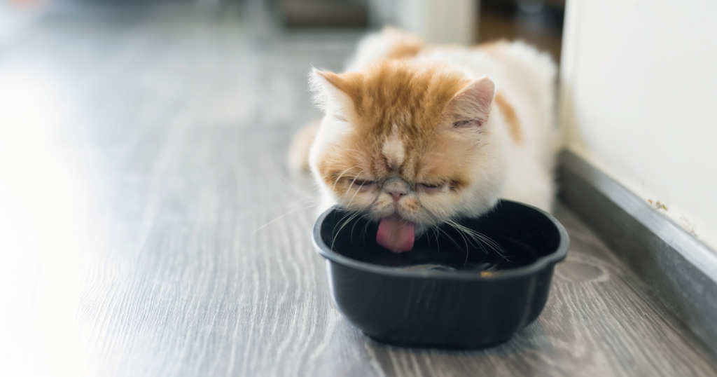 黒い器に入った水を飲む猫