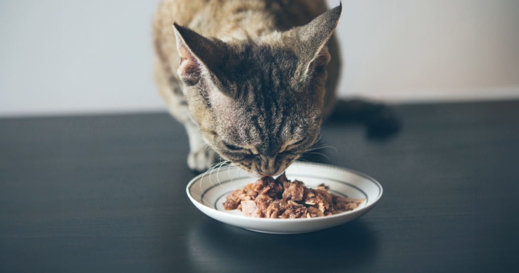 お皿に入ったウェットフードを食べる猫