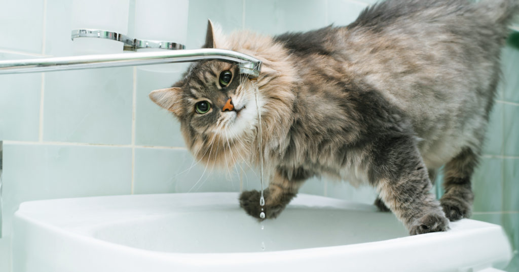 洗面所の蛇口から流れる水を舐めようとしている猫