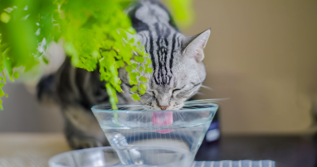 ガラスの器に入った水を飲む猫