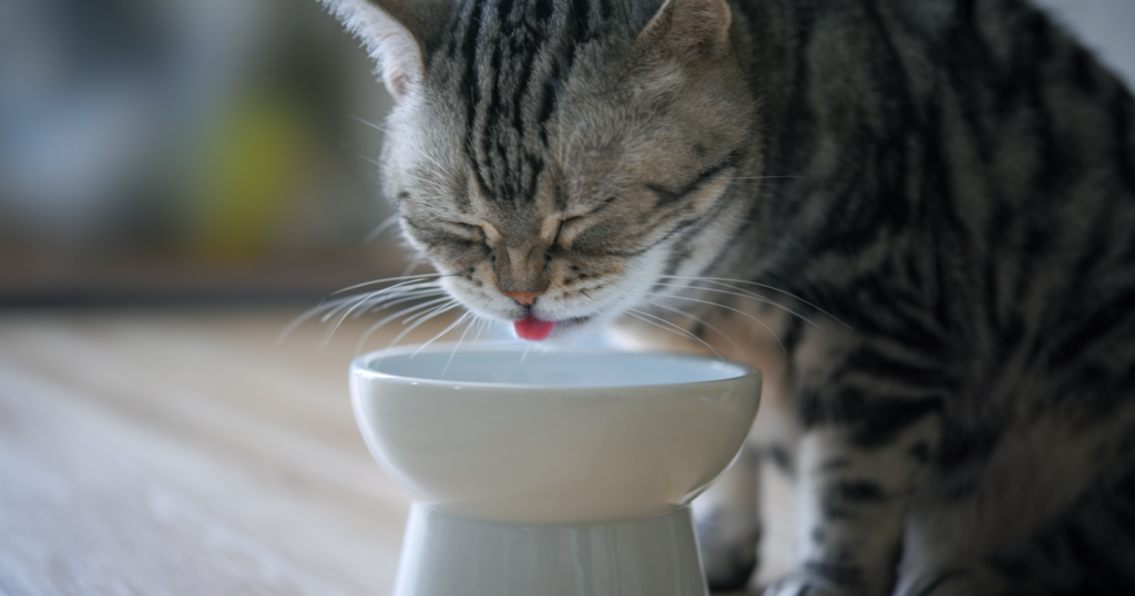 陶器の器に入った水を飲む猫