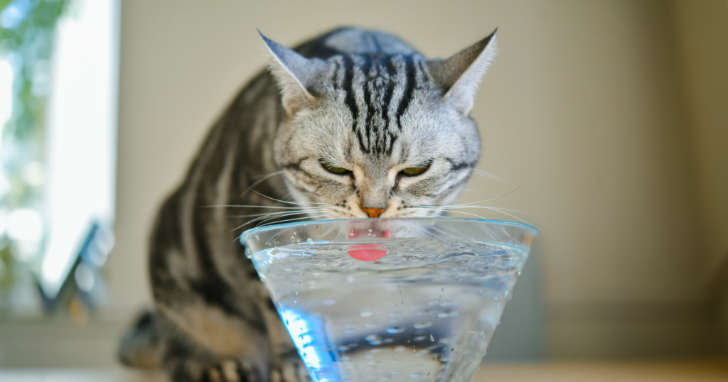 ガラスの器に入った水を飲む猫