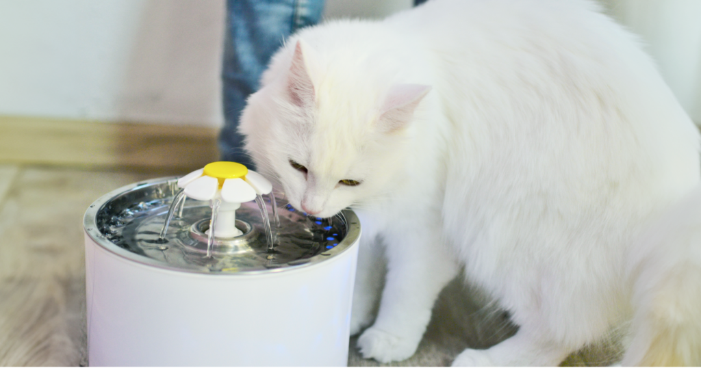 自動給水機の水を飲む猫