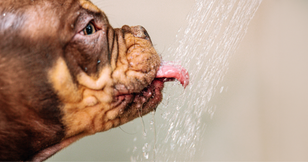 犬がシャワーの水を舐めている写真