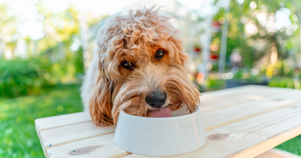 犬が庭の木のテーブルの上で容器に入った水を舐めている写真