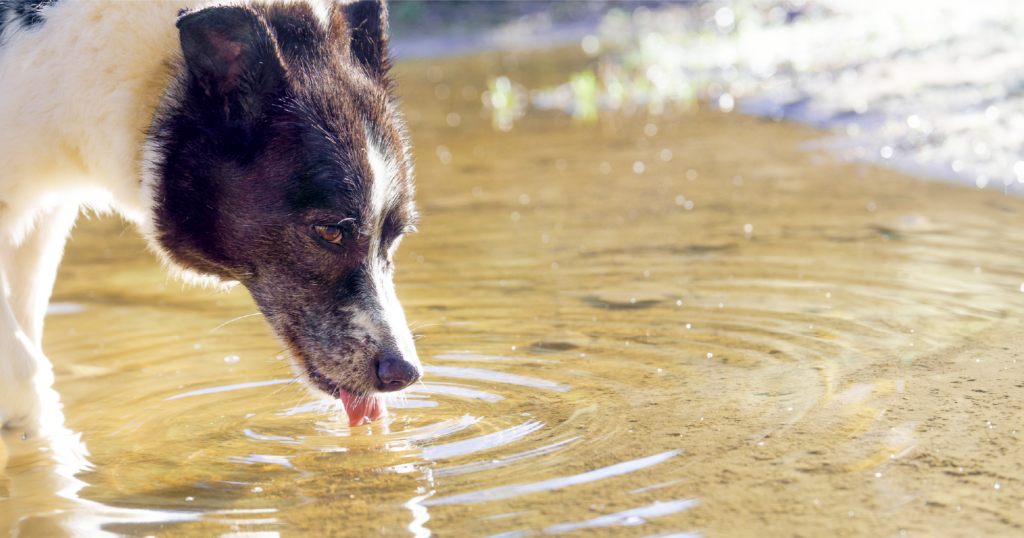 犬が水溜りの水を舐めている様子