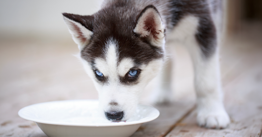 犬がお皿から水を飲んでいる様子