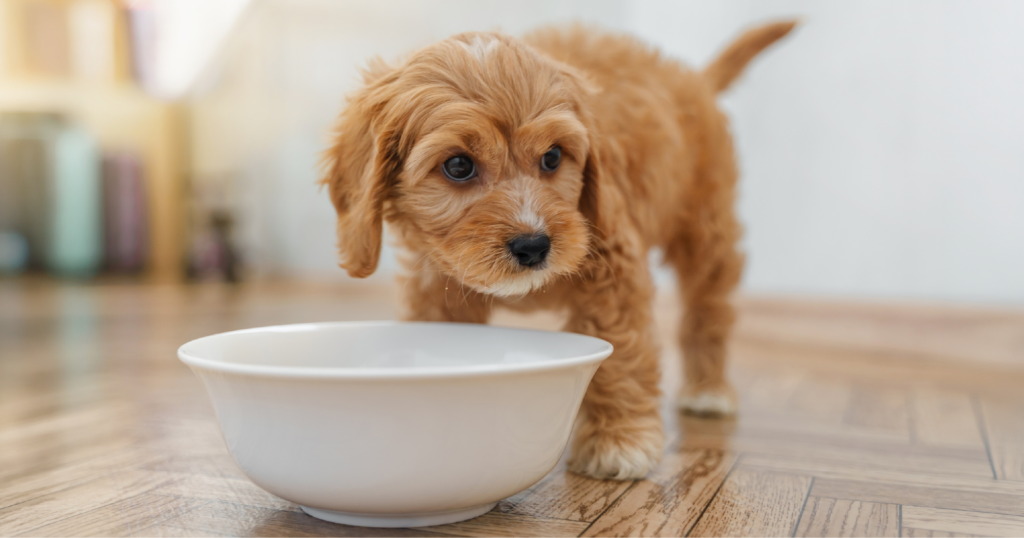 犬が水の入ったお皿の前で水を飲もうとしている様子