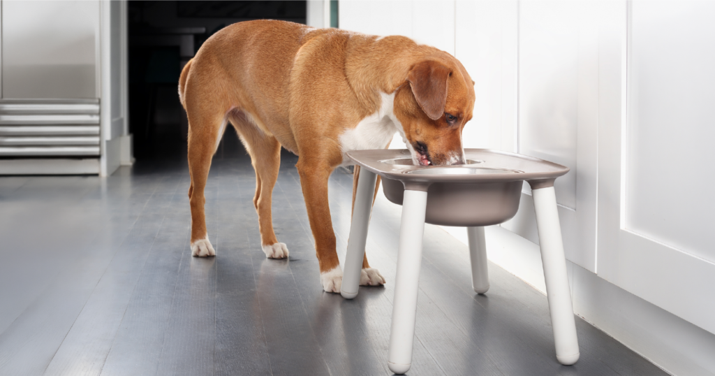 犬が飲みやすい高さの給水皿から水を飲んでいる様子