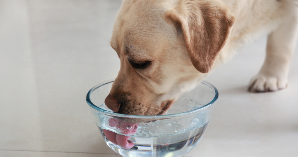 犬がガラスの器から水を飲んでいる様子