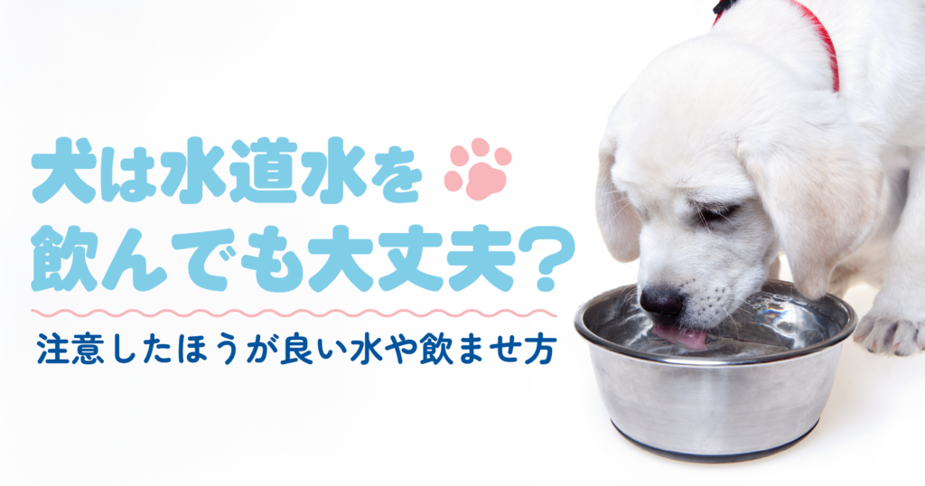 「犬は水道水を飲んでも大丈夫?注意したほうが良い水や飲ませ方」記事TOP画像