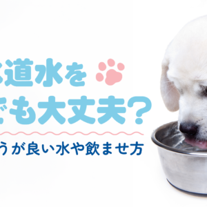 「犬は水道水を飲んでも大丈夫?注意したほうが良い水や飲ませ方」アイキャッチ画像
